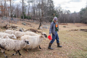 Kelly holding an orange bucket of feed with the sheep and goats trailing behind her.