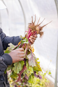 Hands holding a bunch of beets.